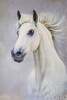 картина масло холст Картина маслом "Портрет белой лошади N2", Камский Савелий, LegacyArt