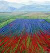 картина масло холст Пейзаж маслом "Разноцветные поля на фоне гор", Камский Савелий, LegacyArt Артворлд.ру