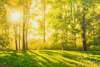 картина масло холст Пейзаж маслом "Утро в солнечном лесу" , Ромм Александр, LegacyArt
