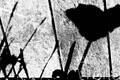 картина масло холст Репродукция "Солнечный день в саду Тюдоров I", Глориан Давид, фотограф