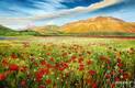 картина масло холст Летний пейзаж маслом "Маки на фоне гор N1", Ромм Александр, LegacyArt