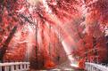 картина масло холст «Багряных листьев томный, лёгкий шелест…», Ромм Александр, LegacyArt