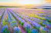 картина масло холст Пейзаж маслом "Цветущие лавандовые поля", Ромм Александр, LegacyArt