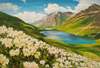картина масло холст Пейзаж маслом "Цветы и горы, горы и цветы N5", Ромм Александр, LegacyArt